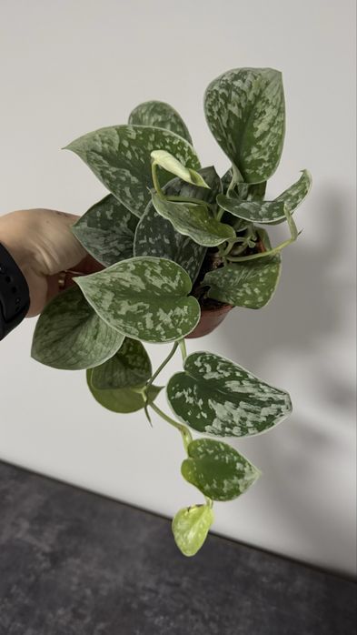 Сциндапсус, епіпремнум, філодендрон Сільвер Енн, ліана кімнатна рос