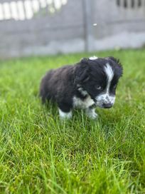 Border Collie szczeniak