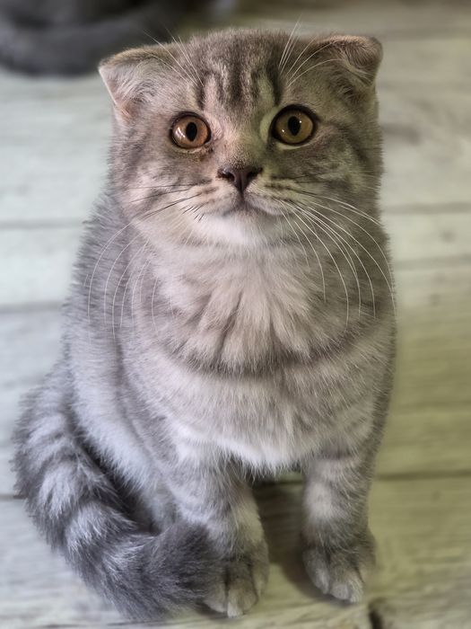 Kotka szkocka scottish fold zwisłoucha do odbioru kocięta