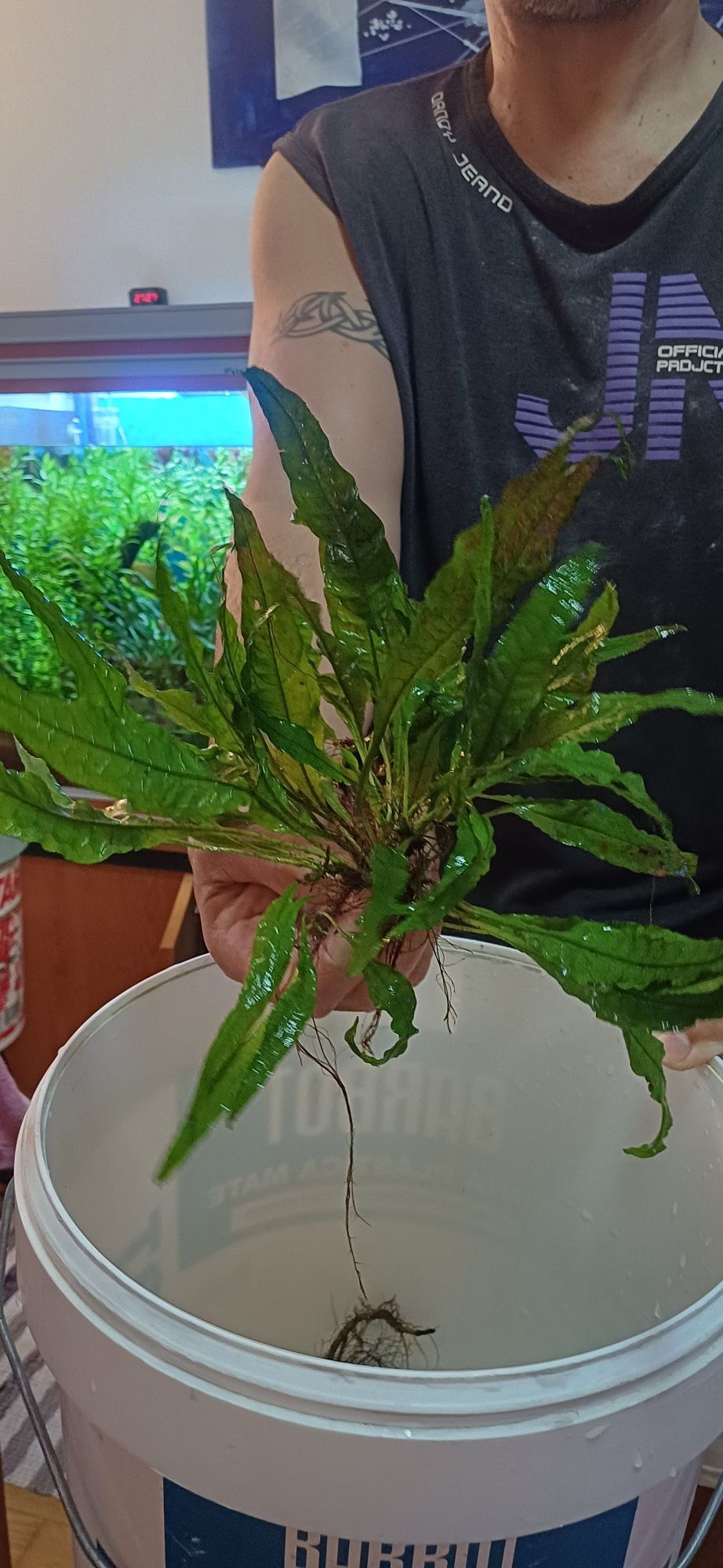 Planta aquário baixa manutenção.
