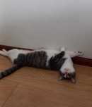 Gato adulto para adoção responsável
