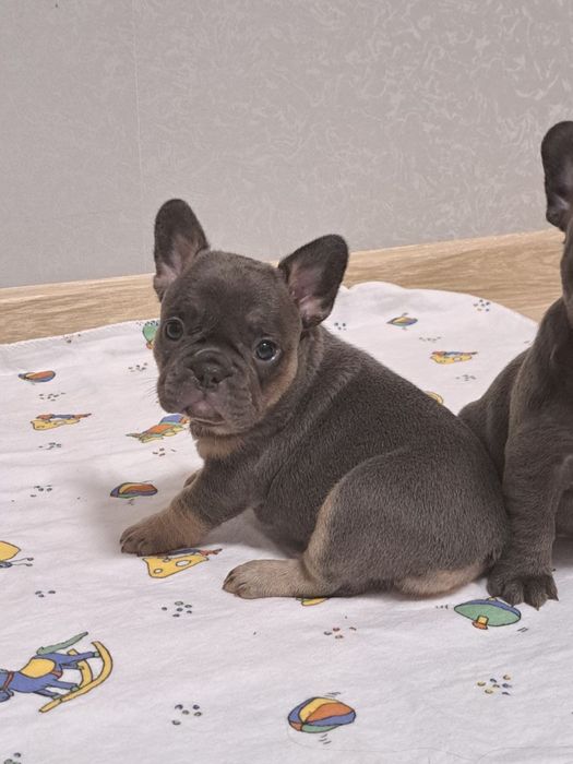 Веселі, лагідні, чудової якості цуценята для Вас!