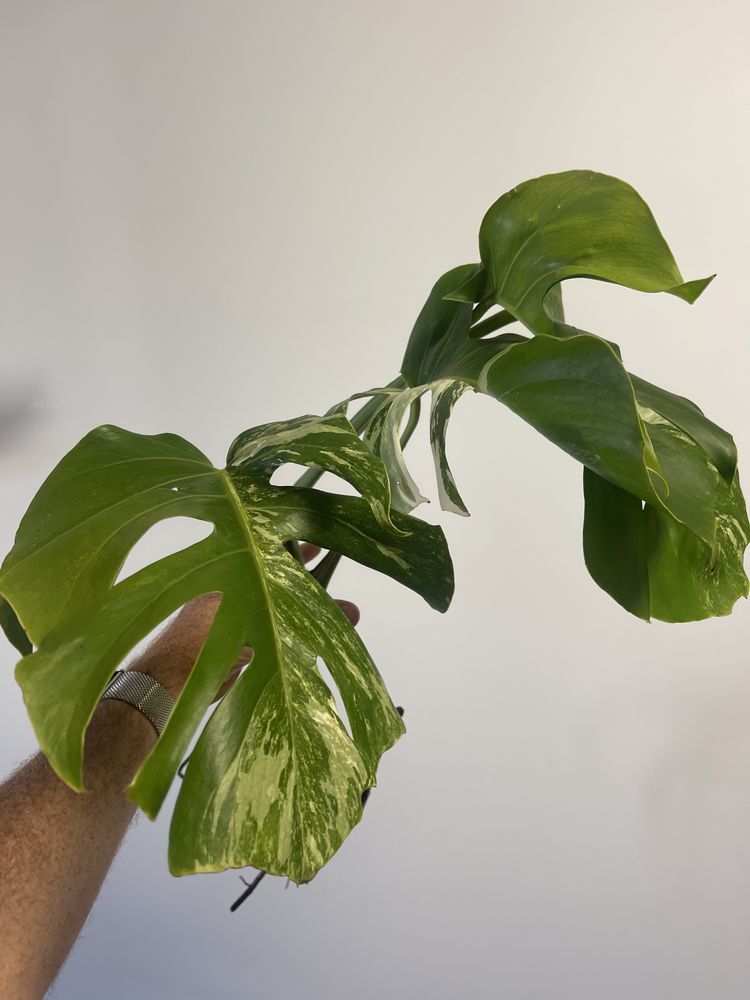 Monstera variagata