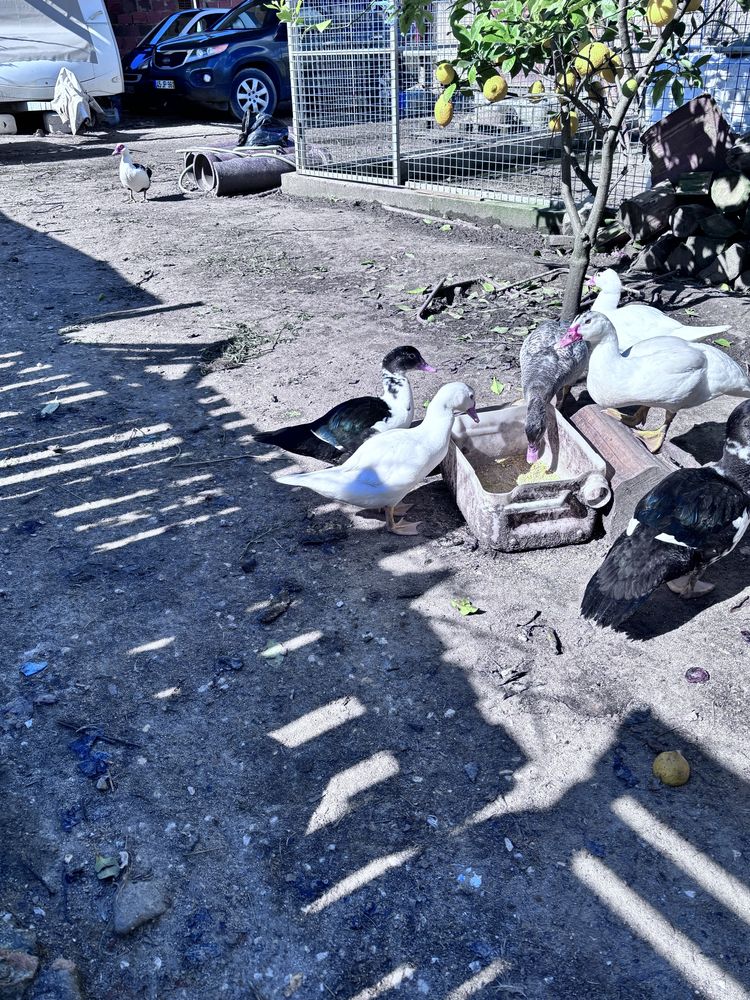 Patinhos  e patas