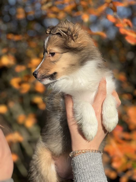 Owczarek szetlandzki sheltie szczenię ZKwP FCI