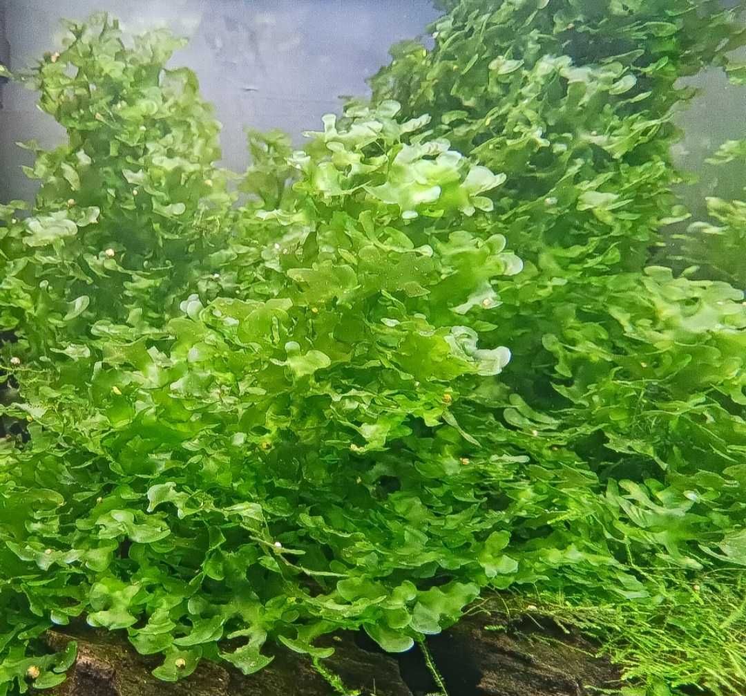 Mech pelia Wątrobowiec Pelia (Monosolenium tenerum)