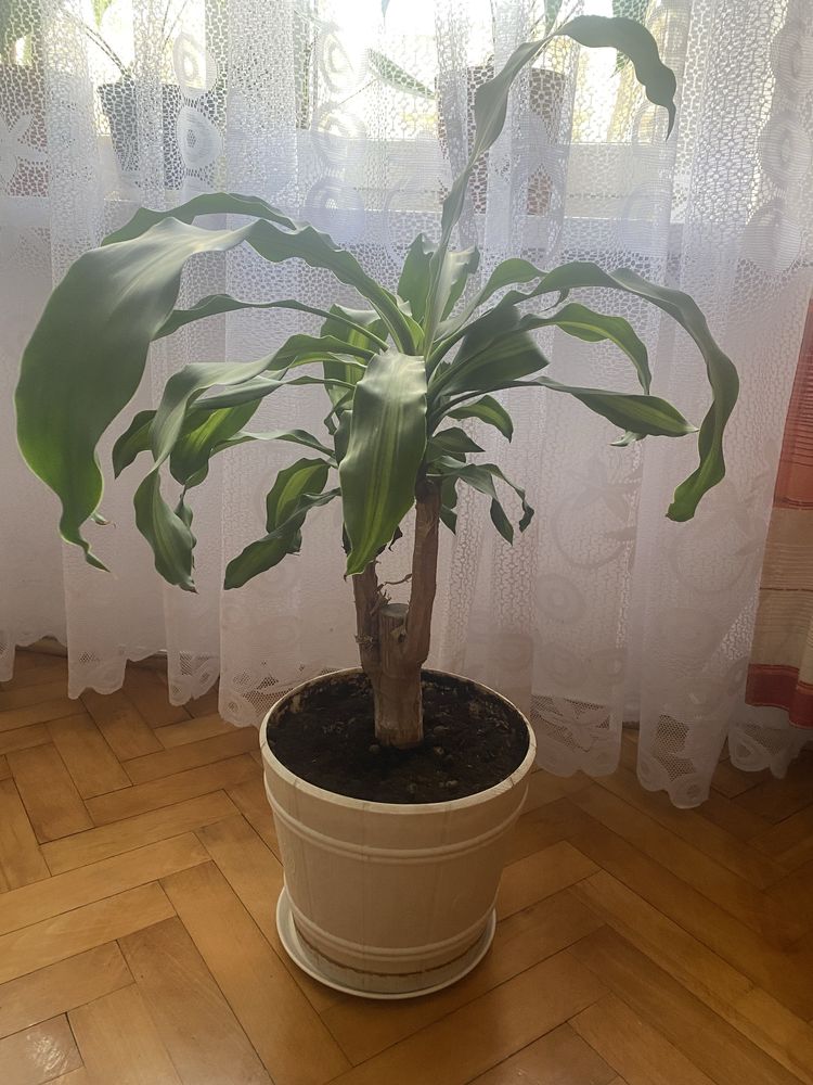 Dracena wonna w doniczce