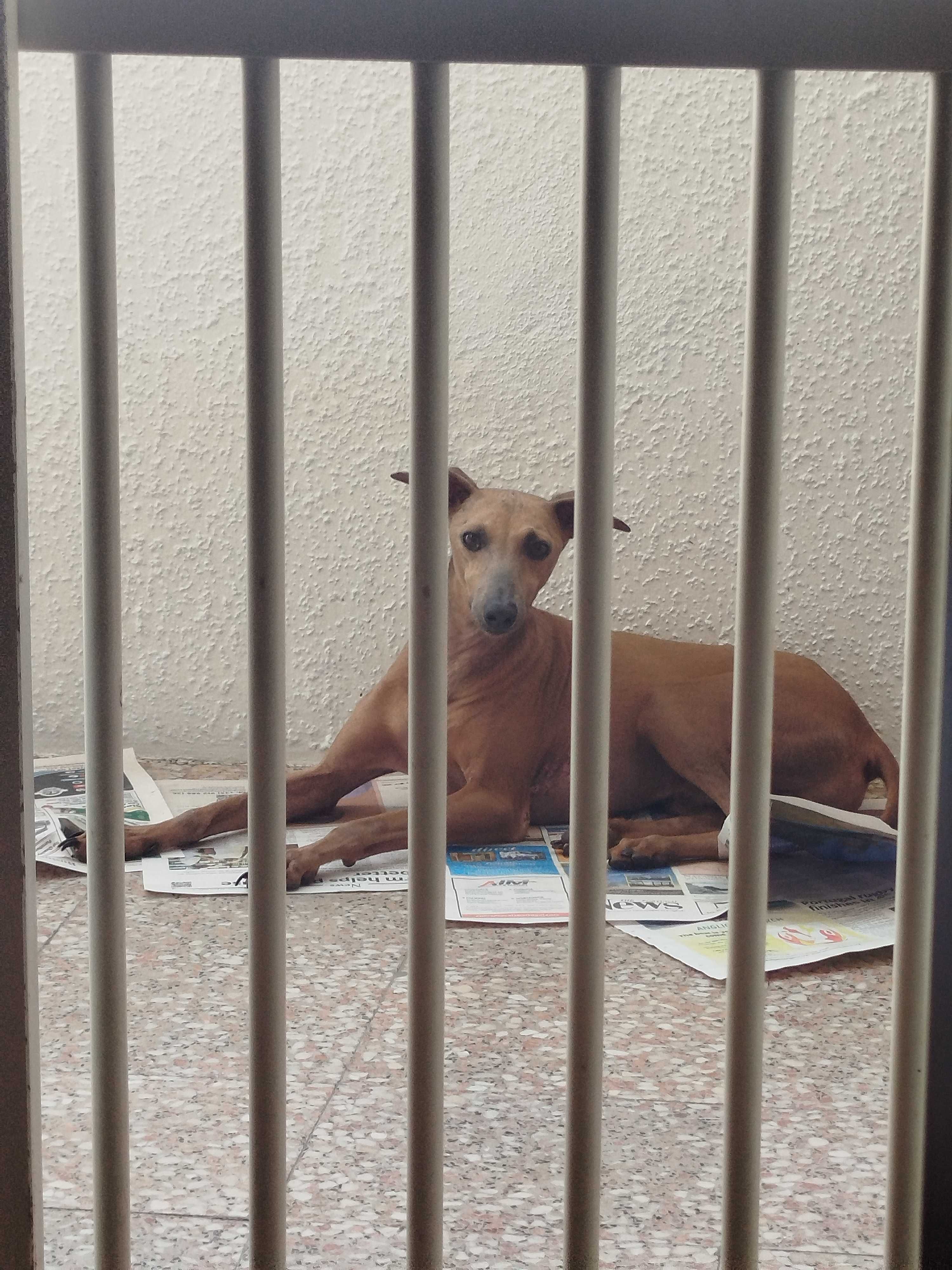 Doa se 02 Galgos Picole Italiano pequenos