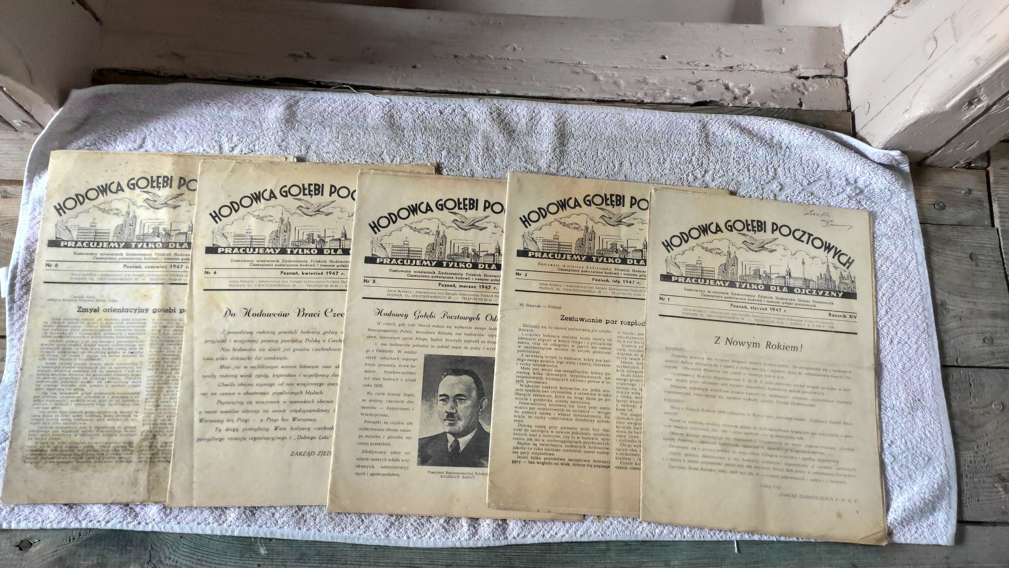 Hodowca gołębi pocztowych rok 1947.