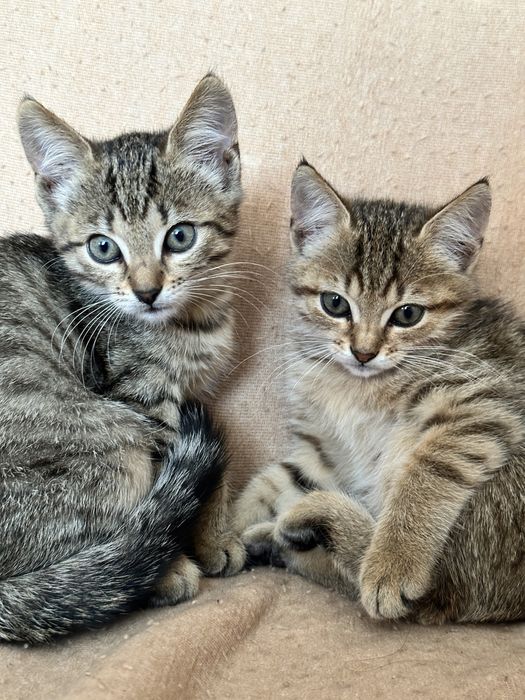 Віддамо в добрі руки кошенят