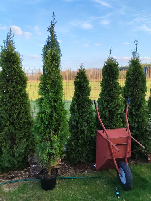 Tuja Szmaragd Tuje Smaragd 200 - 250 cm