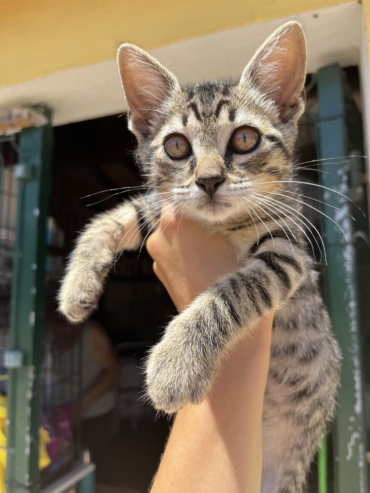 Rony- Gatinho para Adoção