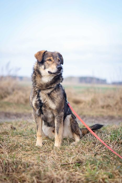 Młody i bardzo łagodny Drago szuka domku