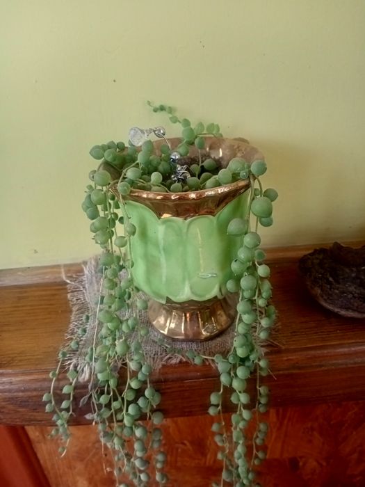 Сукуленти Перлова нитка. Кактуси.