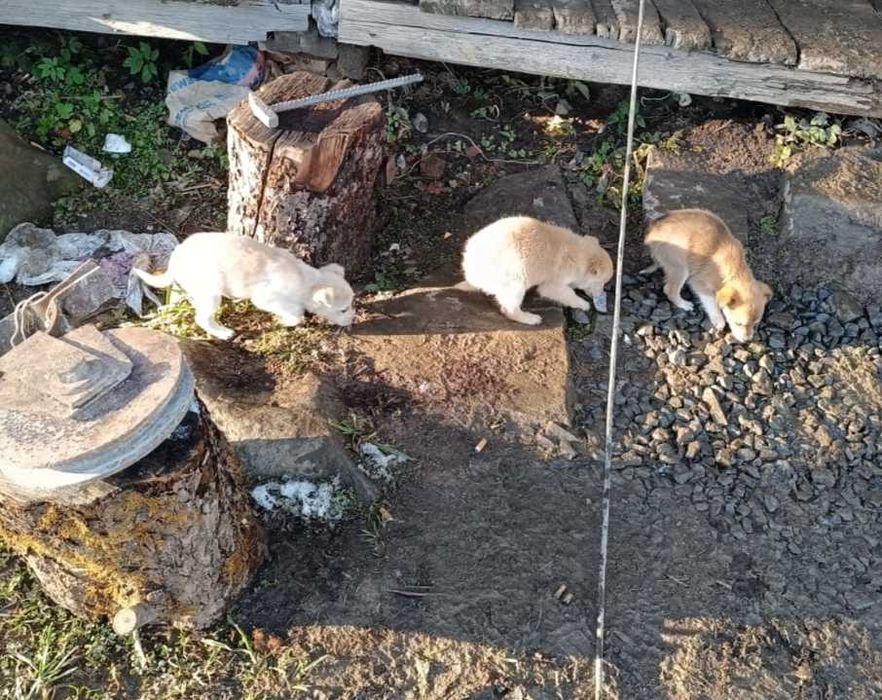 Віддам в добрі ручки . Безкоштовно. Цуценятка. Малі песики. Собаки