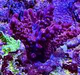 Czerwona Acropora