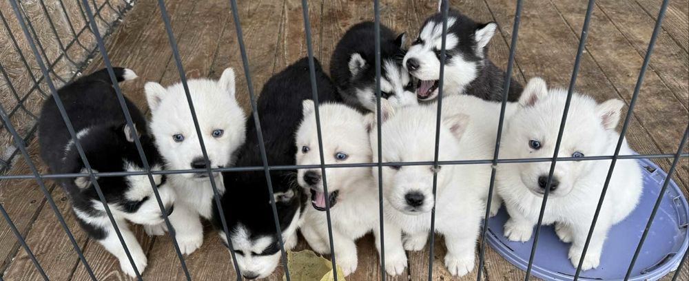 Husky syberyjski szczeniaki