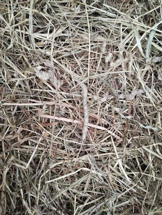 4 kg siano grube z traw szlachetnych z tymotką (ok 5-10% ) BOROWIK