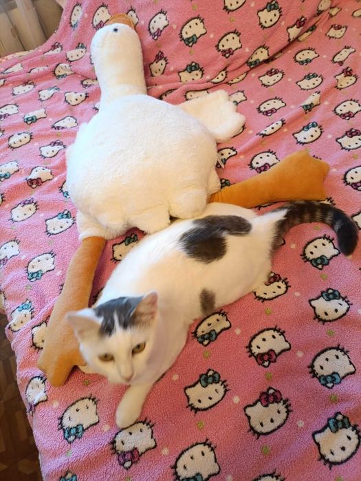 Стерилизованная кошечка ,, Снежинка,, ищет Человека с добрым сердцем