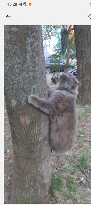 Треба допомога взяти котика