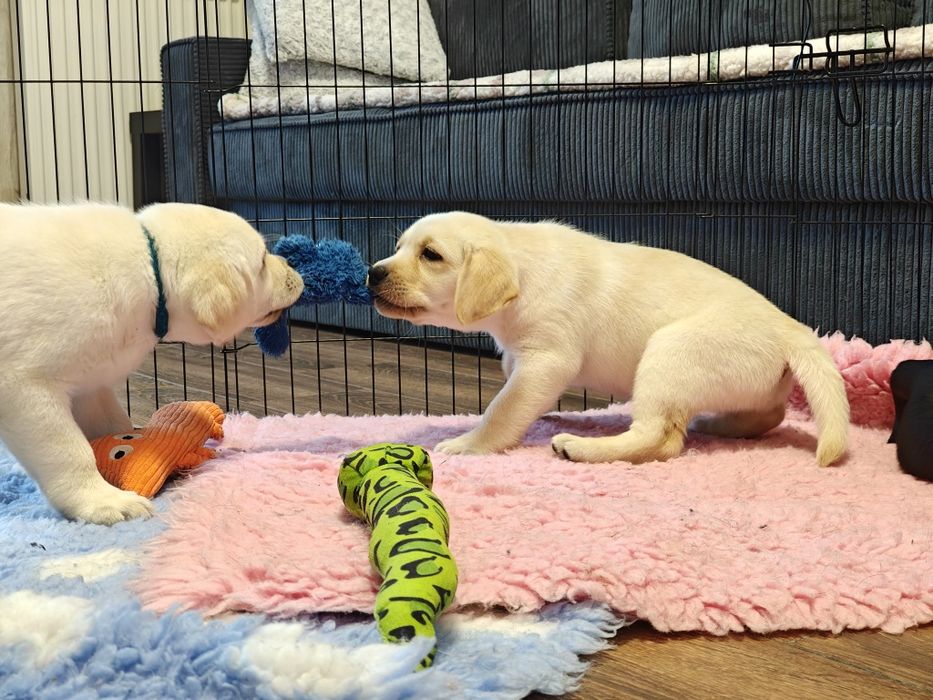 Labrador Retriever suczka, gotowa do odbioru