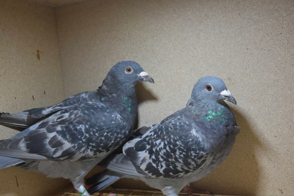 Gołębie młode linia Mustang