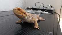 Agama Brodata z terrarium