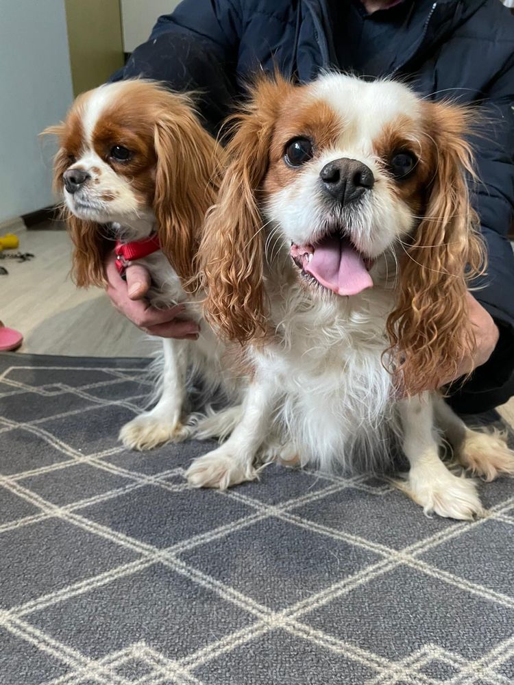 Cavalier King Charles Spaniel