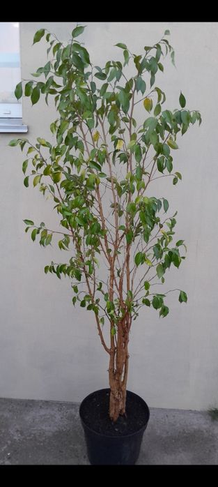 Фікус, 10л горщик, висота 1,60 м