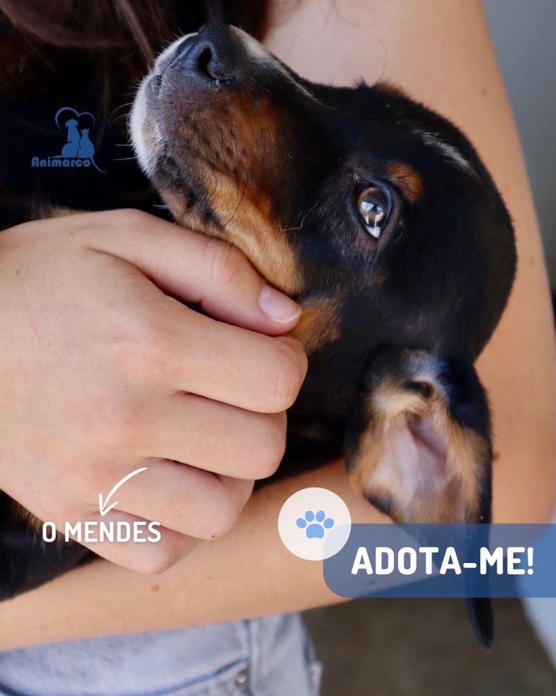 Mendes cachorro ficara porte medio
