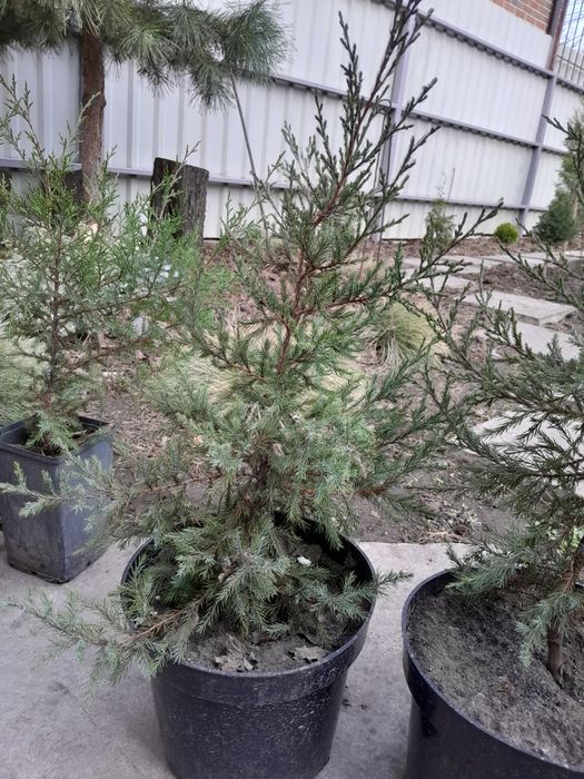 Можевельник, ялівець вергінський