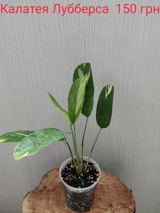 Епіпремнум Sebi blue,Дріміопсіс Kirkii,Калатея Лубберса.