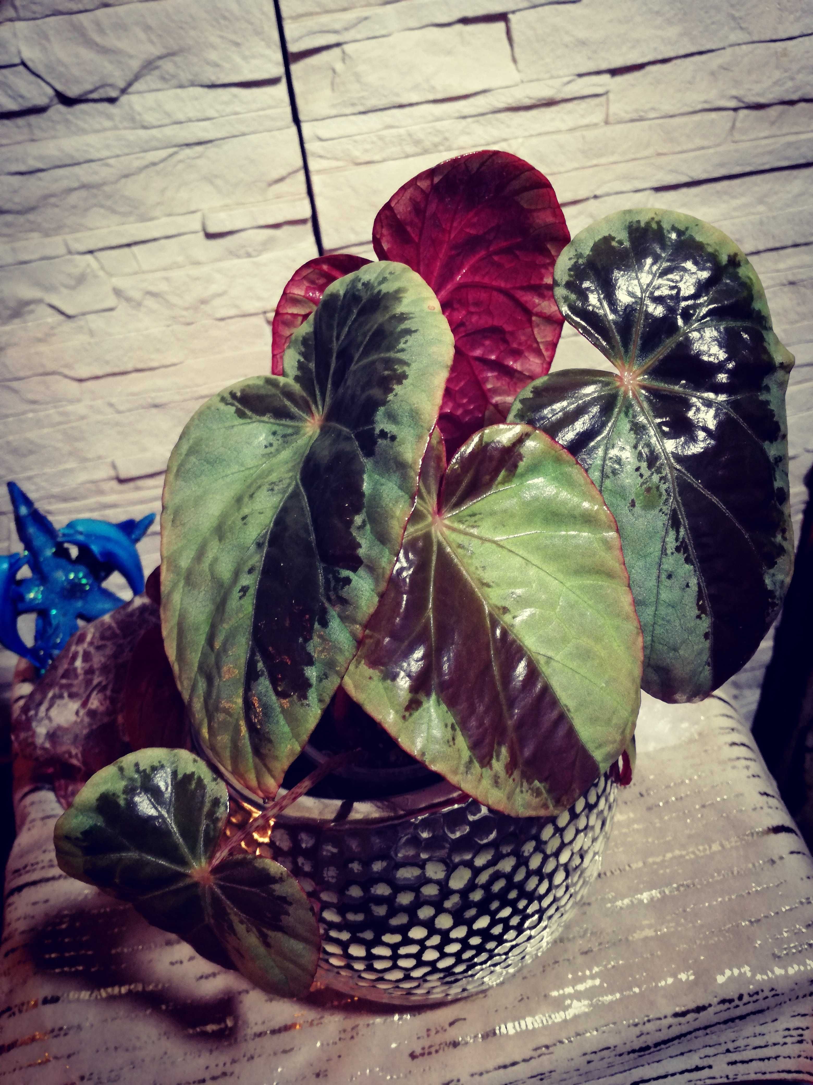 Begonia Burkilii Dark Form " Silver Edge " - variegata black monstera