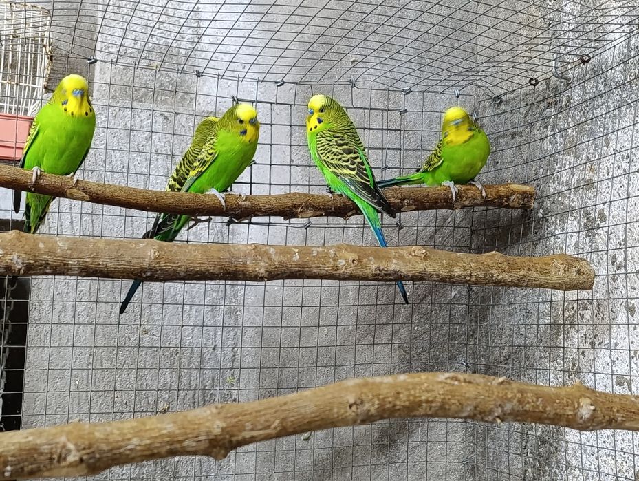 Periquitos Australianos *Machos*