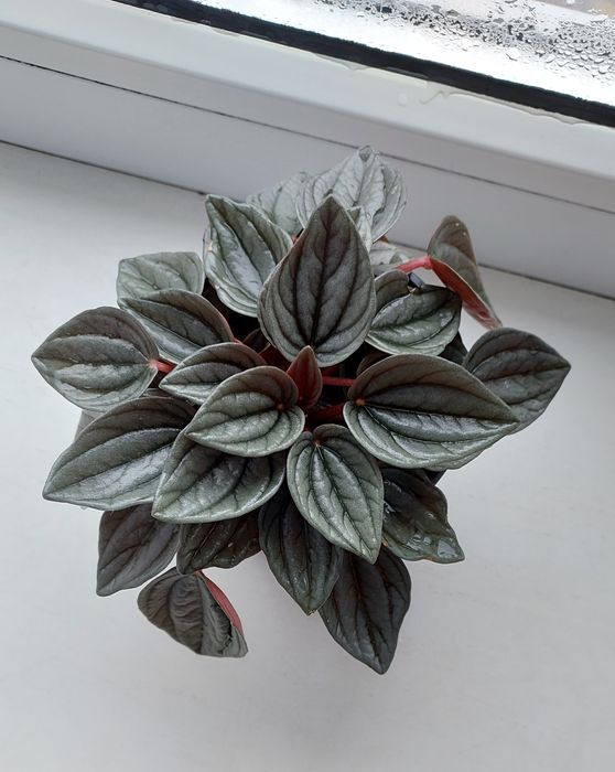 Пеперомія санторіні