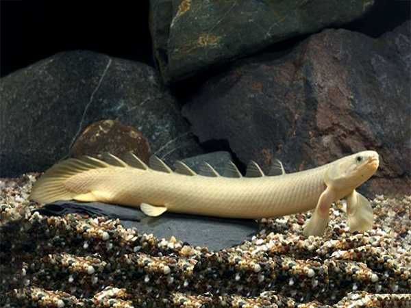 Wielopłetwiec senegalski - Polypterus senegalus