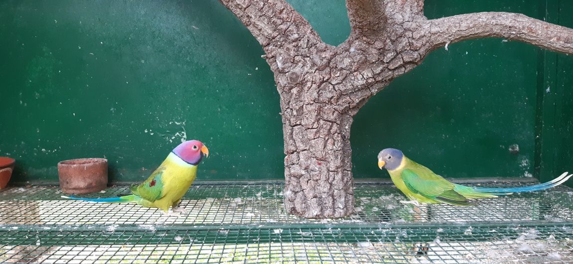 Casal de Cabeças de Ameixa