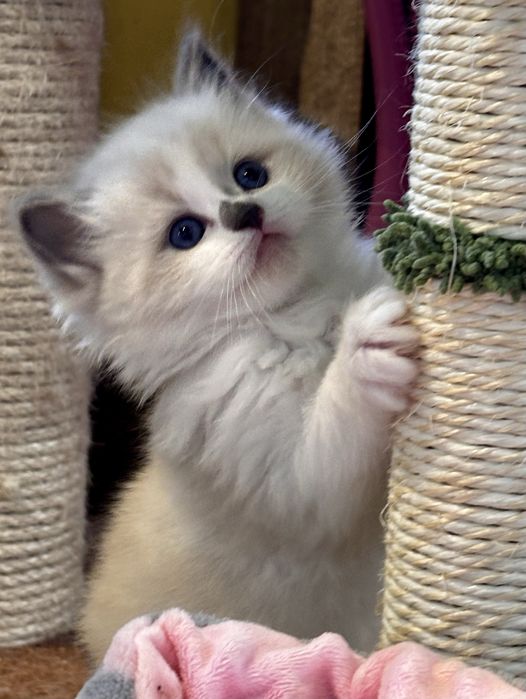 Kocurek Ragdoll - Chrupcio