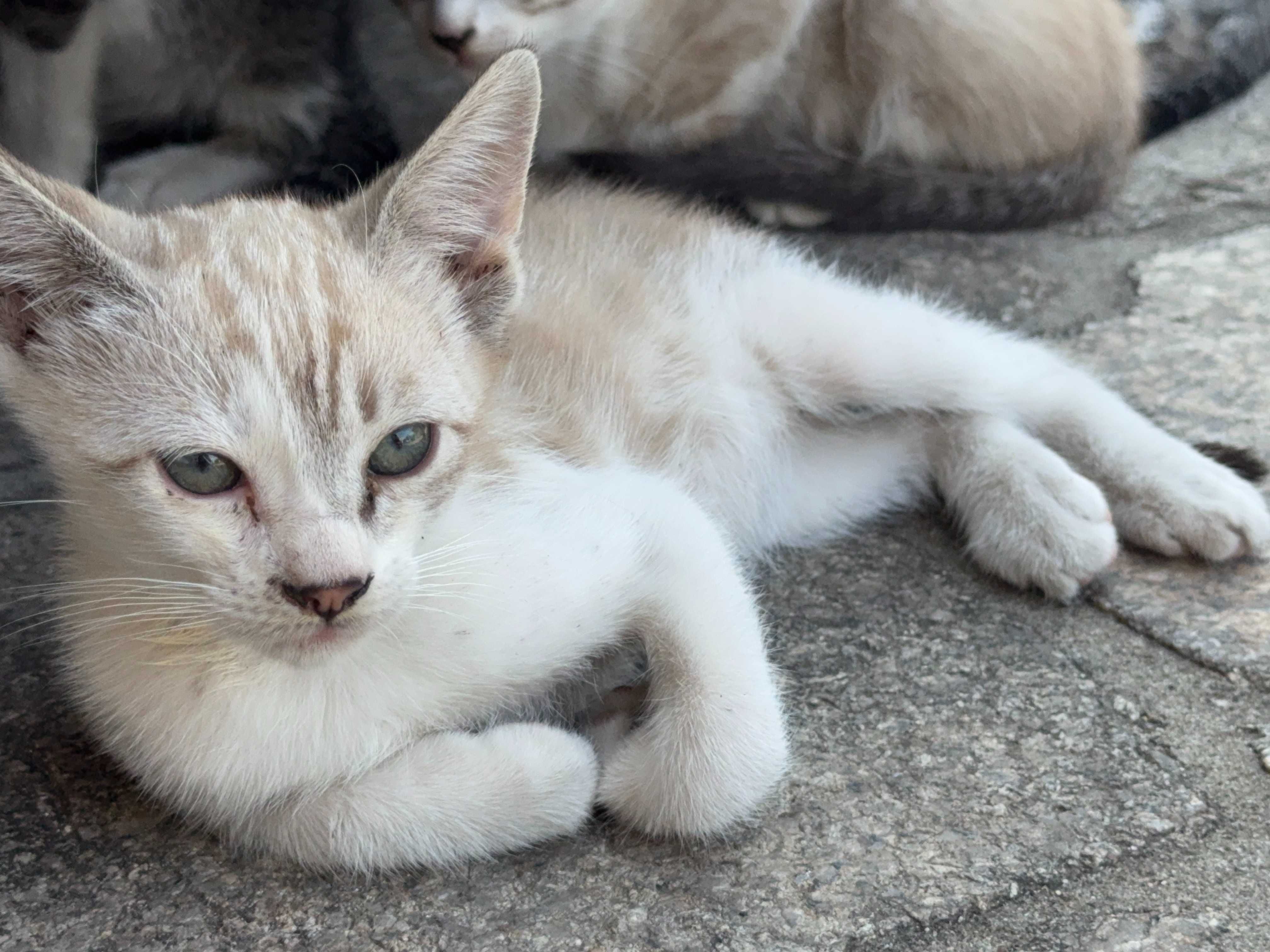 Gatos para adoção