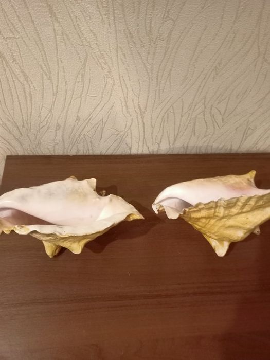 Продам морских ракушек и коралл