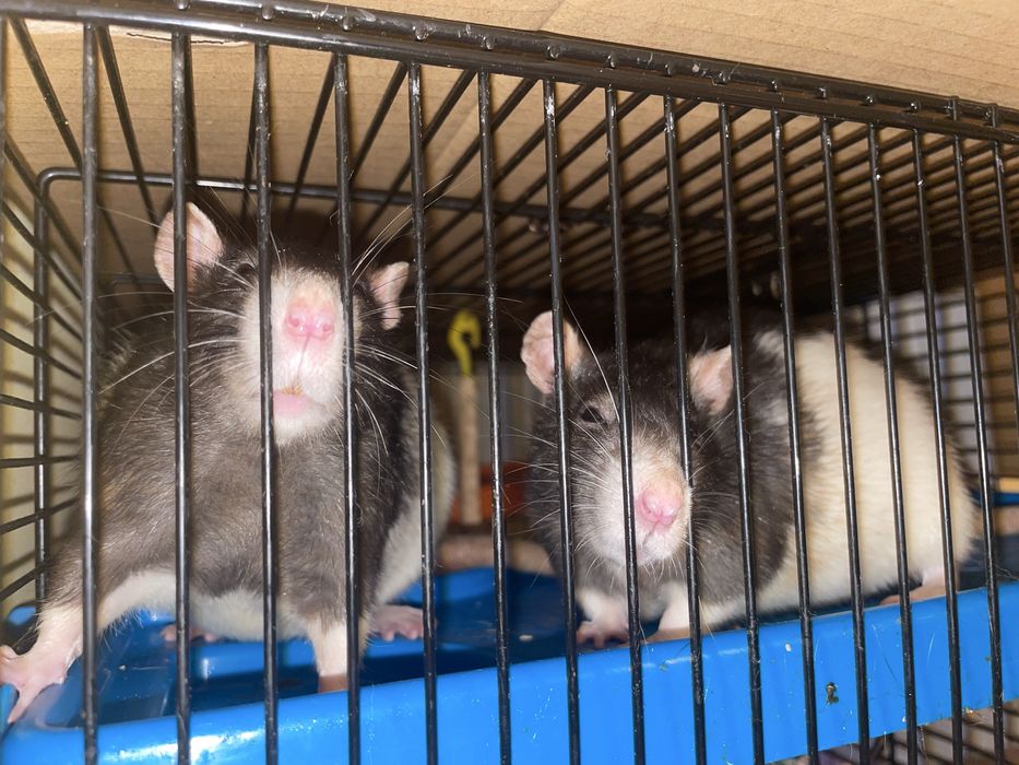 Oddam dwie samiczki szczurów w dobre ręce