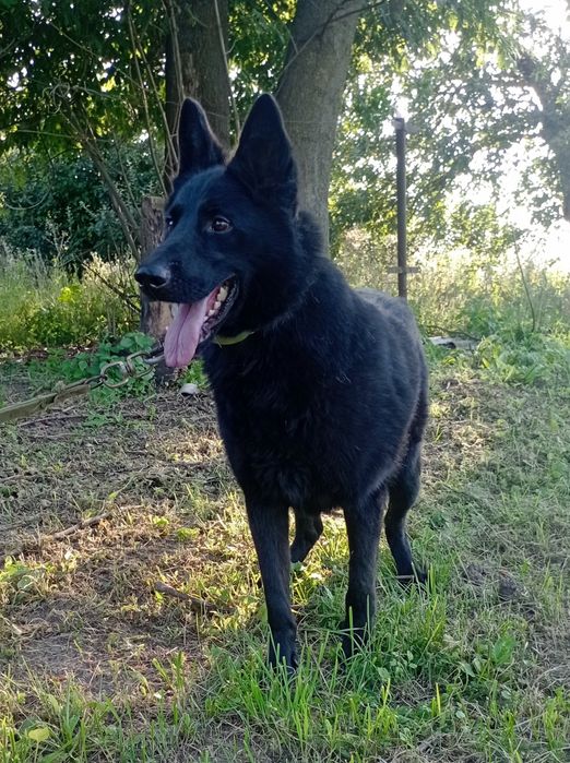 Підрощений Кобель німецької вівчарки