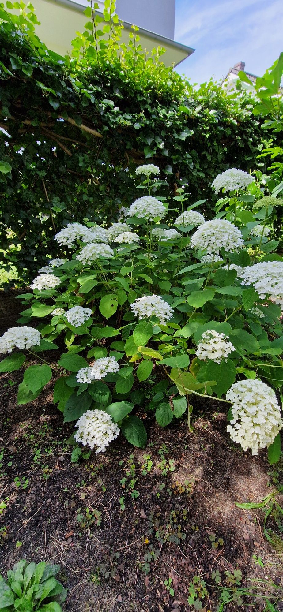 10 szt. pojedynczej sadzonki hortensji