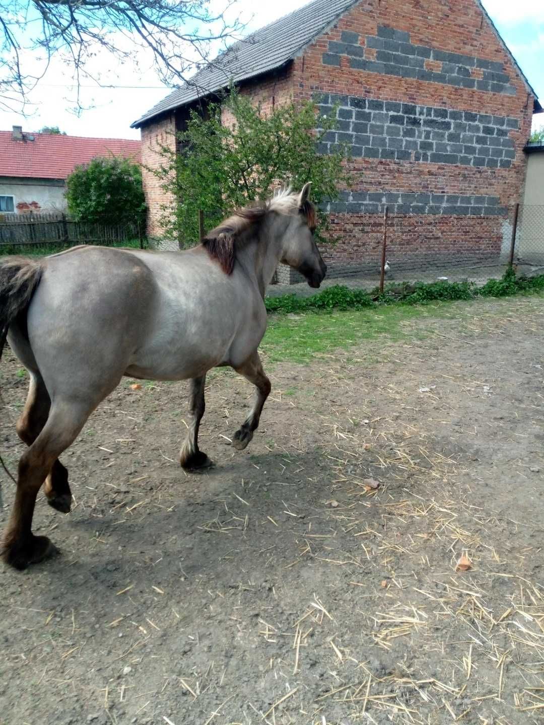 Klacz konika polskiego z pełnym pochodzeniem