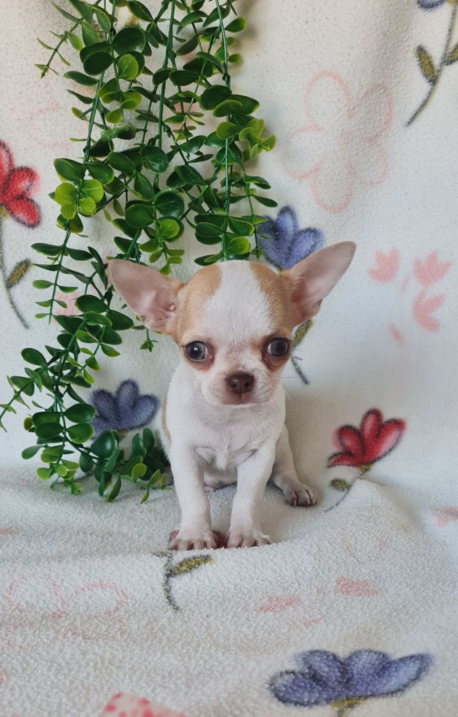 Estupendo mini mini Chihuahua/Chiuaua de Qualidade. Linhagem Russa