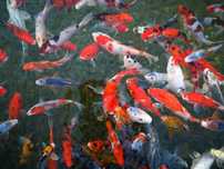Narybek karp koi po japońskich tarlakach