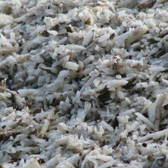 Жом свіжий ДОСТАВКА від 5-30тон. Недорого!