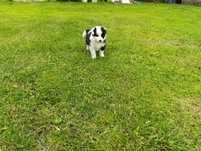 Piesek border collie