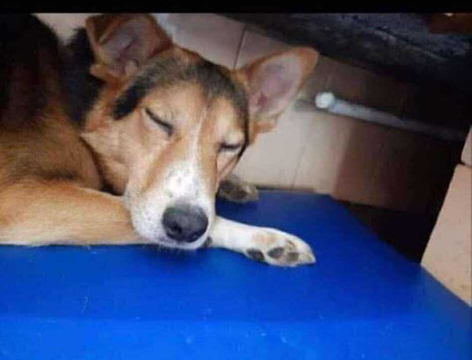 Piękny Tytus tęskni za domem