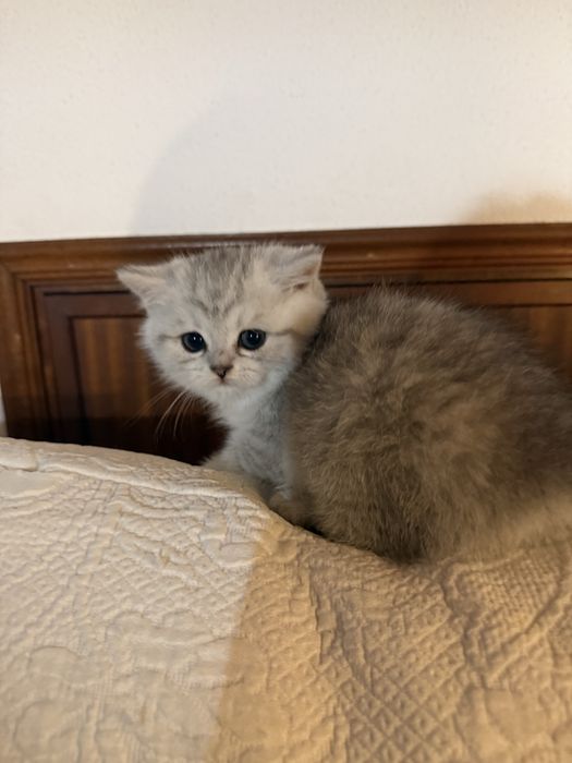 Scottish straight silver chinchilla